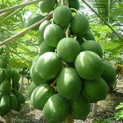Vườn trái cây ngay trong TP Mỹ Tho